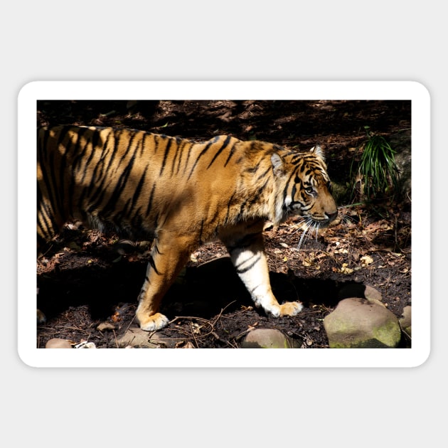 Tiger On Patrol Sticker by GP1746